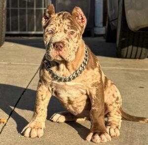 cane corso for adoption