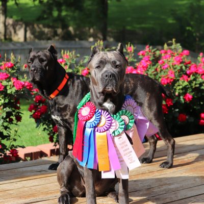 Cane Corso Breeder